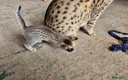 Savannah cats for sale: F4 Savannah Kittens 3x Brown Spotted 2x Melanistic - Image 8
