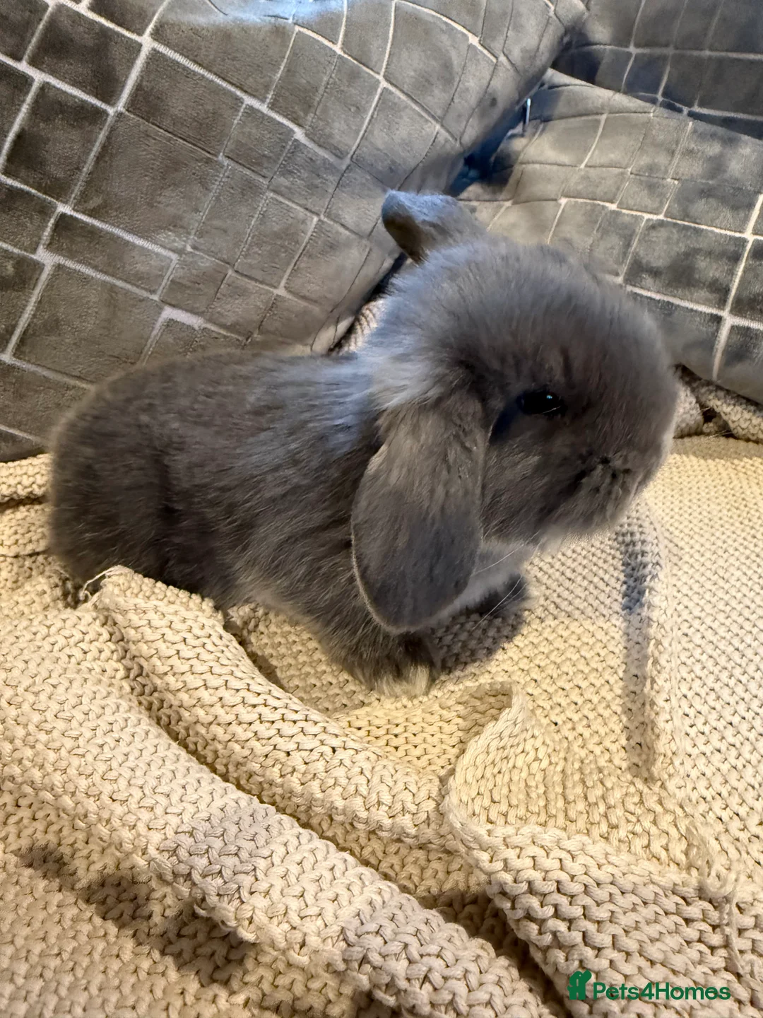 French Lop rabbits for sale: Stunning French lops available 23rd march  - Advert 6