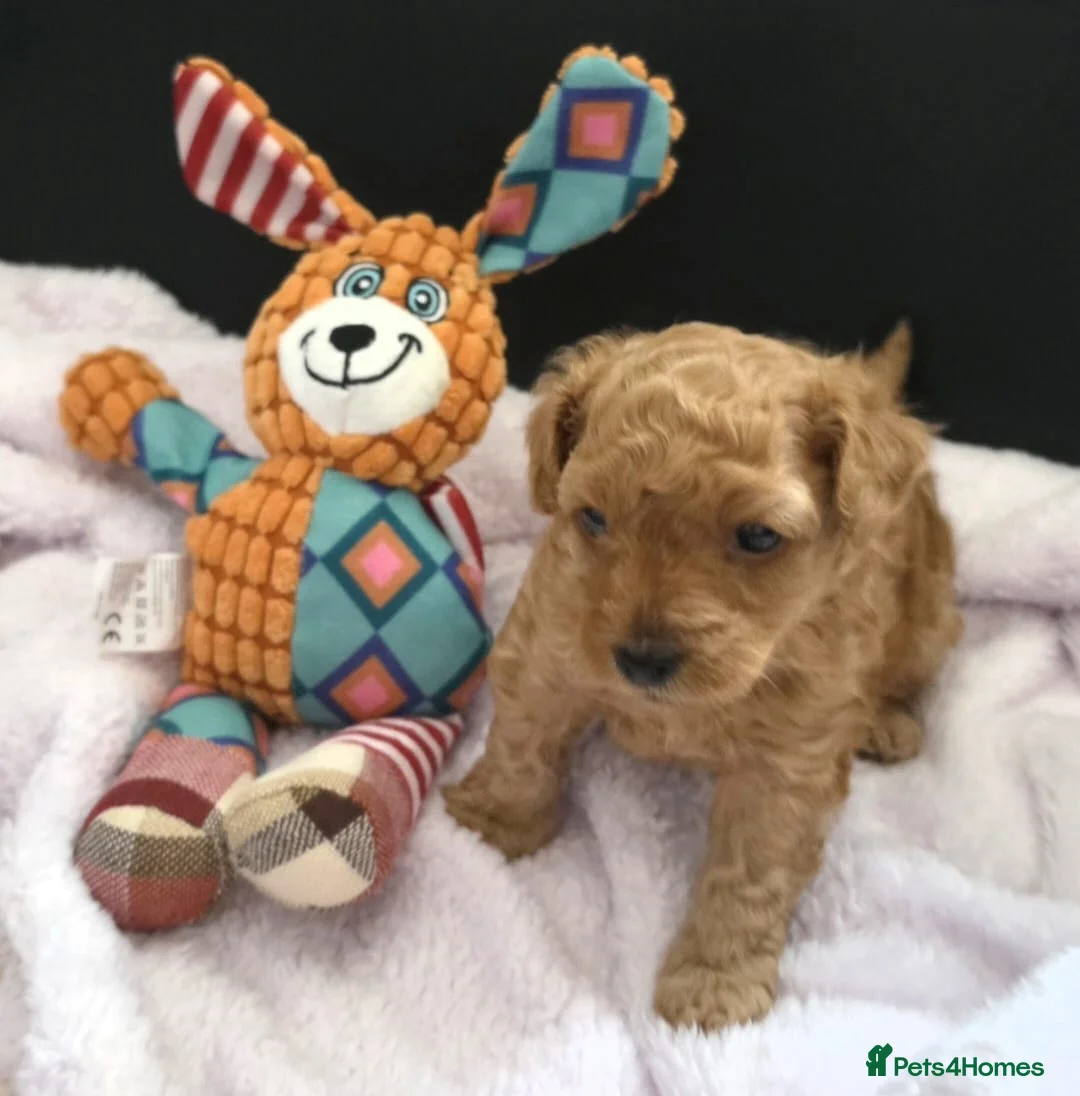 Maltipoo dogs for sale: 🐶  1 very handsome boy available 🐶  - Advert 6