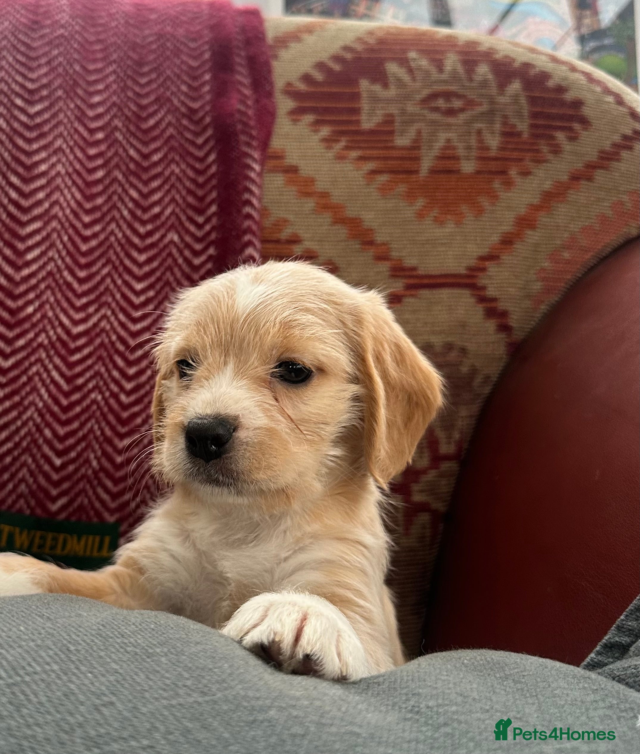 Mixed Breed dogs 🐾 Absolutely adorable Beagle x Cavapoo 🐾  - Advert 4