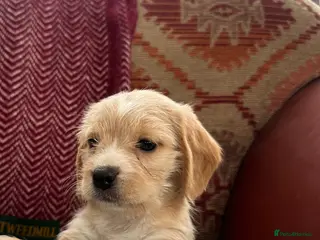 Mixed Breed dogs 🐾 Absolutely adorable Beagle x Cavapoo 🐾 - Advert 4