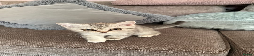 British Shorthair Kitten 2