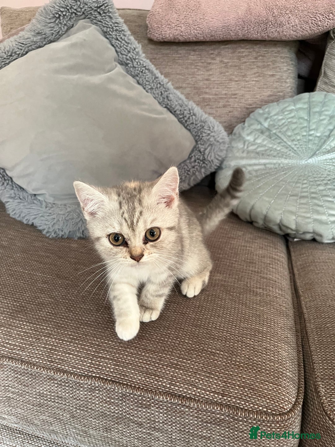 British Shorthair cats for sale: British Shorthair Kittens  - Image 7