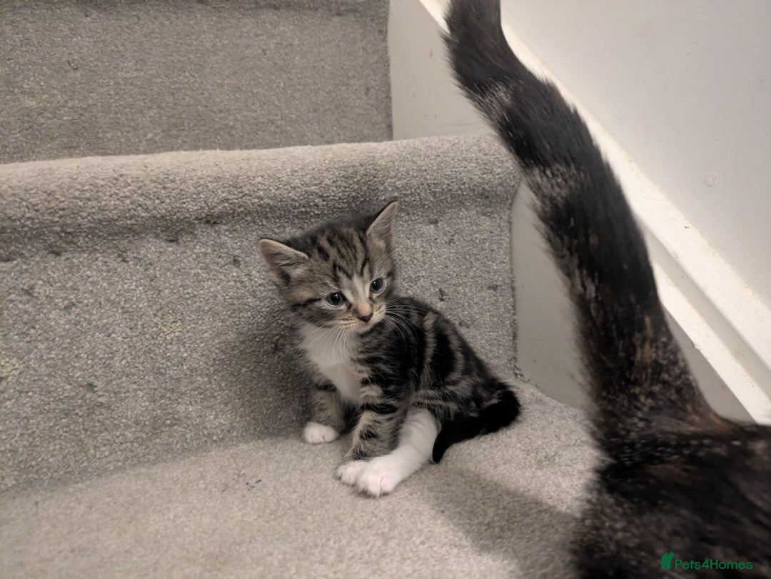 Mixed Breed cats for sale: Adorable kittens looking for a forever home - Image 4
