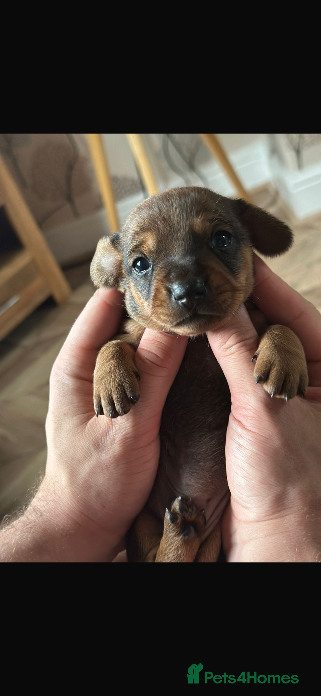 Dachshund dogs for sale: Dachshund puppies  - Image 6