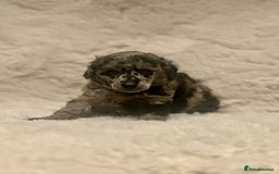 Miniature Poodle dogs for sale: Miniature poodle puppies  - Image 17
