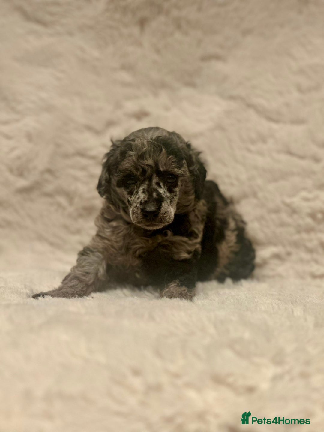 Miniature Poodle dogs for sale: Miniature poodle puppies  - Image 17