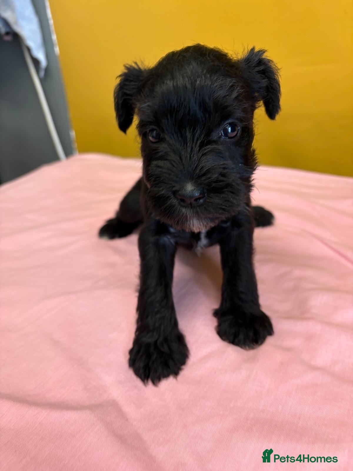 Miniature Schnauzer dogs Schnauzer puppies - Advert 5