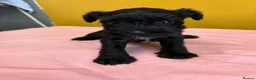 Miniature Schnauzer dogs for sale: Schnauzer puppies in Walsall - Advert 1