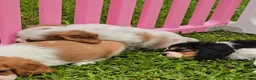 Cavalier King Charles Spaniel dogs for sale: Cavalier King Charles Spaniel Puppies Available - Advert 4