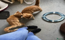 Mixed Breed cats for sale: Rehoming message for lower price - Image 8