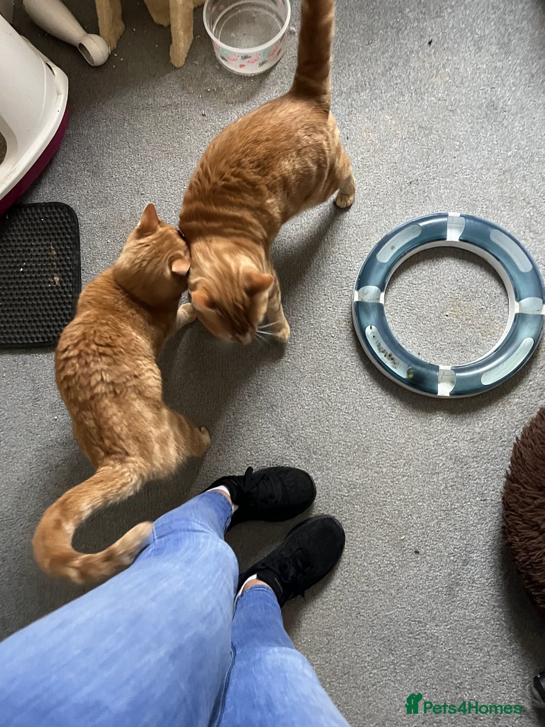 Mixed Breed cats for sale: Rehoming message for lower price - Image 8