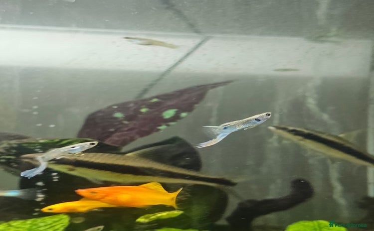 Platies fish - Advert 1
