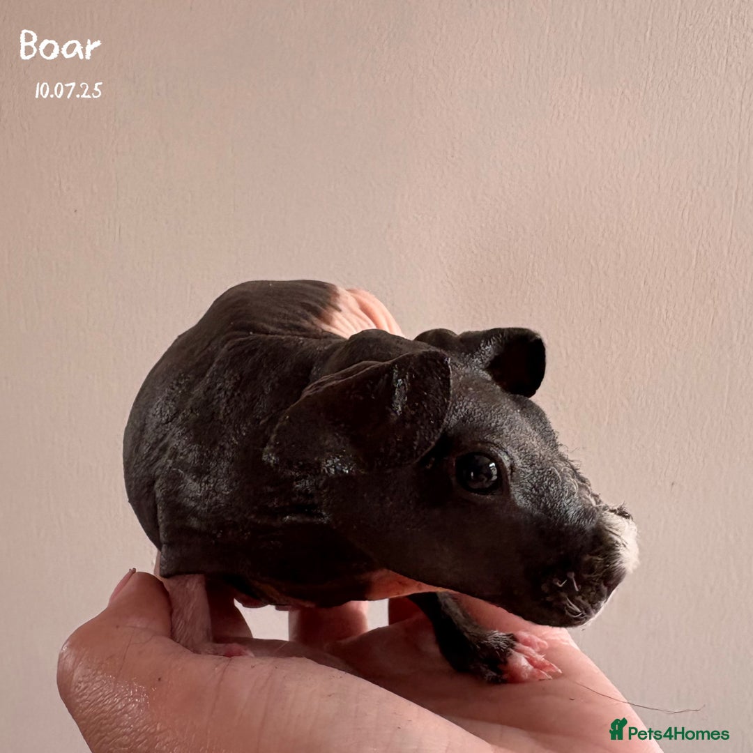 Guinea Pig rodents for sale: Skinnypig Baby Boars - Image 9