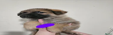 German Shepherd Puppy 1