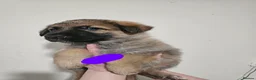 German Shepherd dogs for sale: Straight backed Female German Shepherds  - Advert 9