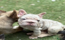 French Bulldog dogs for sale: Beautiful French bulldog girls (ready now) - Image 12