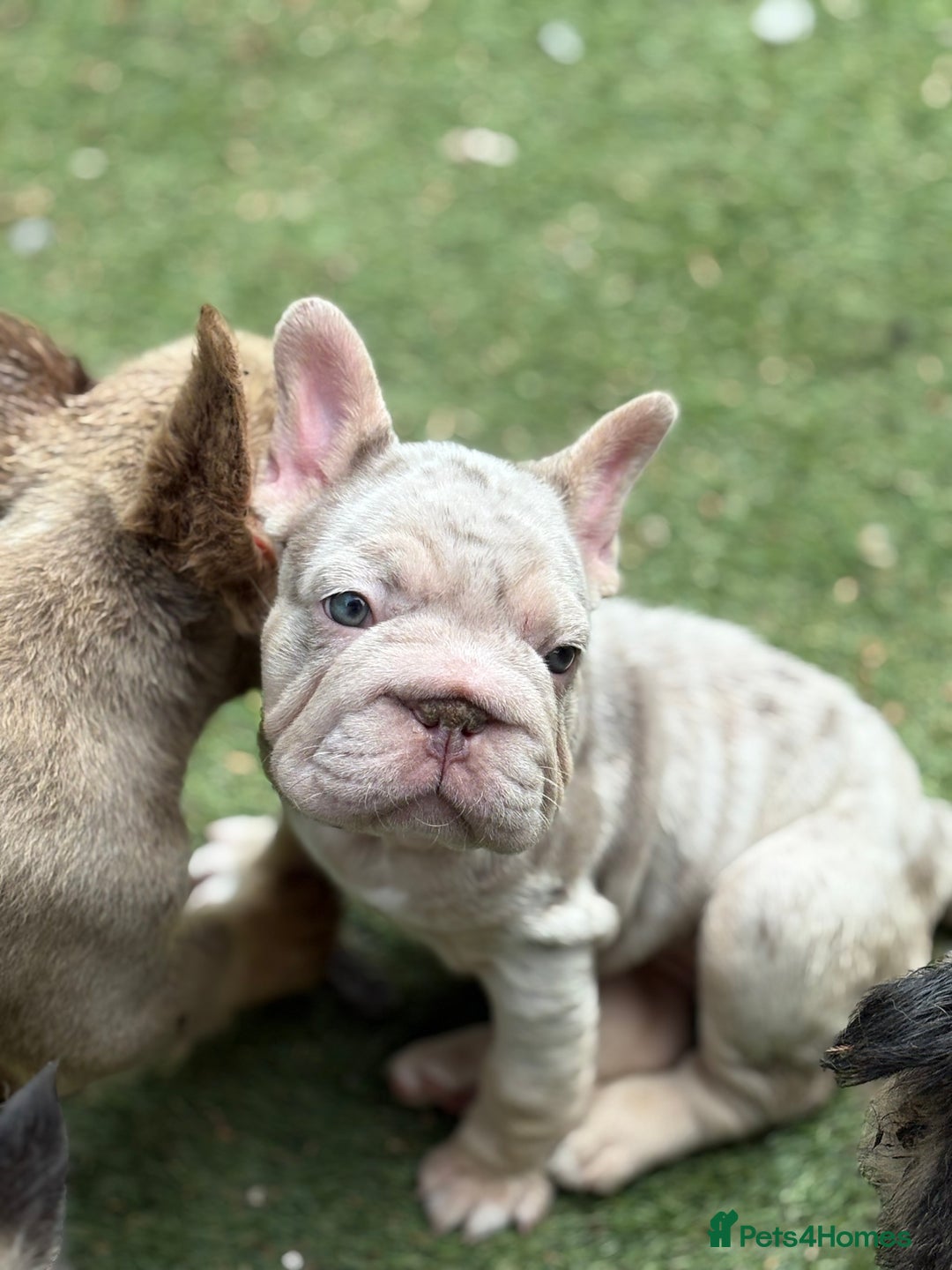 French Bulldog dogs for sale: Beautiful French bulldog girls (ready now) - Image 12