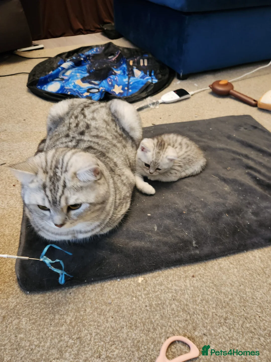 British Shorthair cats for stud: Beautiful Pure tabby bsh male "stud only" - Advert 2