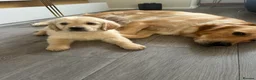 Golden Retriever dogs for sale: READY NOW Beautiful cream Golden Retriever Puppies in Milton Keynes - Advert 11
