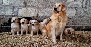 Golden Retriever dogs - Advert 2