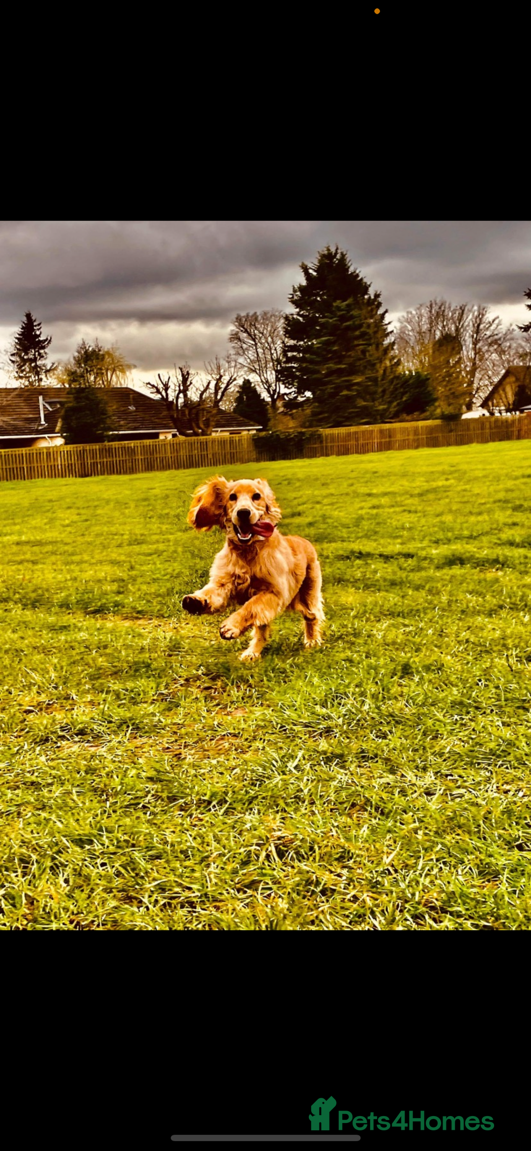 Cocker Spaniel dogs for sale: Cocker Spaniel Litter Due 🐾 - Advert 8
