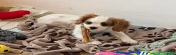Cavalier King Charles Spaniel dogs for sale: Kc registered cavalier king charles puppies - Advert 6