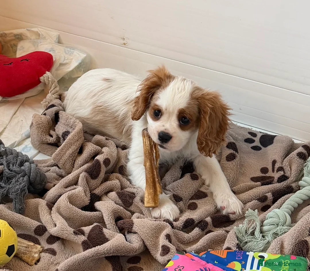 Cavalier King Charles Spaniel dogs for sale: Kc registered cavalier king charles puppies - Advert 6