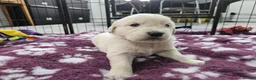 Golden Retriever dogs for sale: Beautiful KC Reg Golden Retriever Puppies - Advert 2