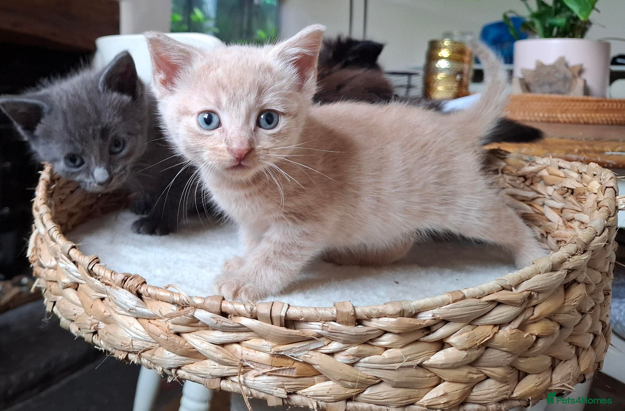 Maine Coon cats READY FROM THIS WEEKEND -5 MAINE COON CROSS-2 LEFT - Advert 14