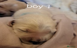 Golden Retriever dogs for sale: Golden retriever puppies  - Image 6
