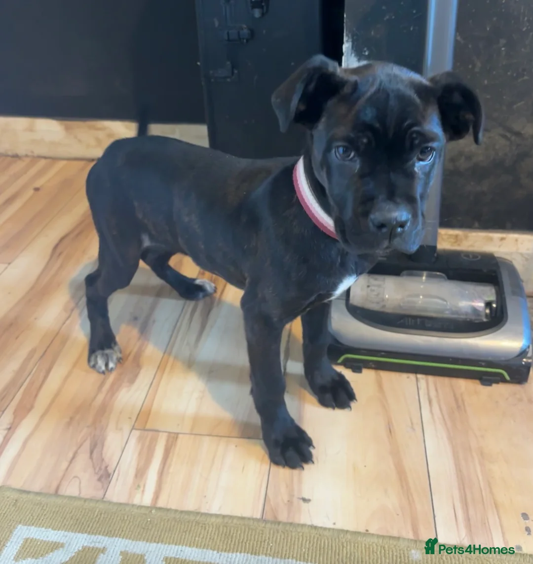 Cane Corso dogs for sale: Female cane corso in Stoke-on-Trent - Advert 1