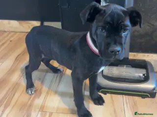 Cane Corso dogs Female cane corso - Advert 3