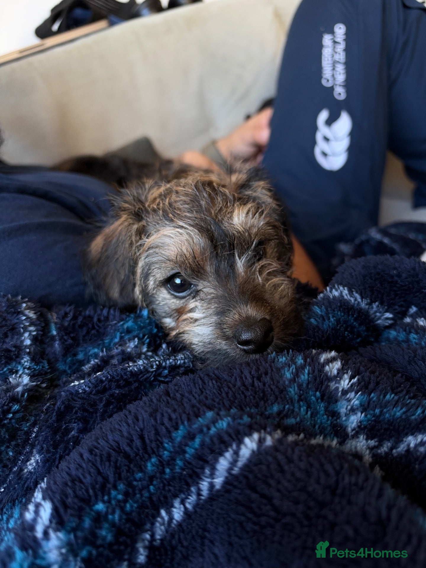 Mixed Breed dogs 1 girl left - Gorgeous F1 Jackapoo - toy poodle - Advert 6