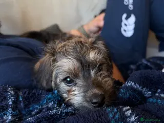 Mixed Breed dogs 1 girl left - Gorgeous F1 Jackapoo - toy poodle - Advert 6