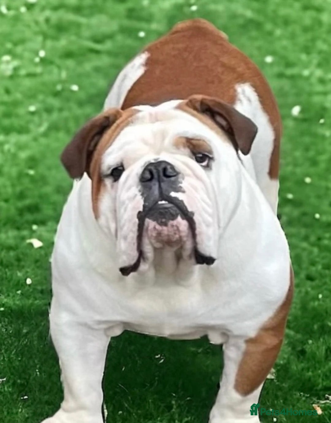 Dog Grooming Small Pet Boarding Pet Boarding Diamond In The Ruff