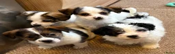Jack Russell dogs for sale: Traditional short-legged Jack Russell puppy’s!  - Advert 11