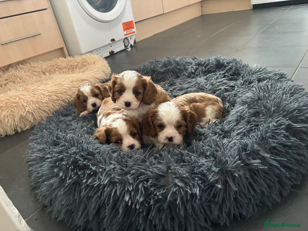 Cavalier King Charles Spaniel dogs for stud: Kc health tested cavalier King Charles stud  in Lincoln - Advert 5