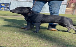 Staffordshire Bull Terrier dogs for stud: Blue staffy stud - Image 7