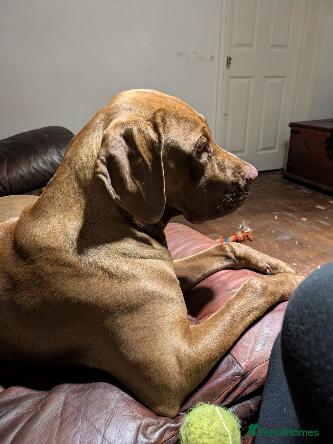Mixed Breed dogs for sale: Beautiful Gaia - Image 2