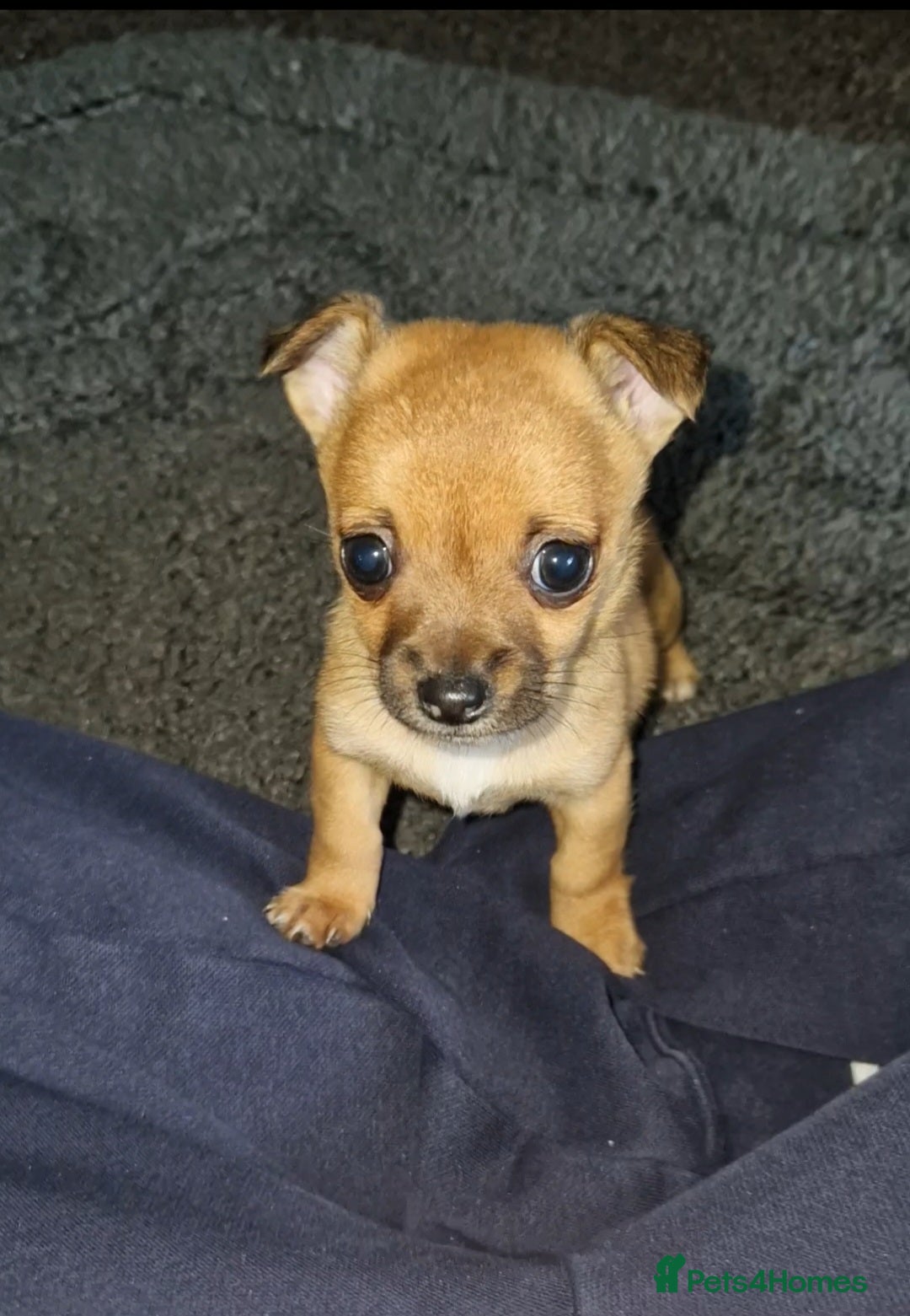 Mixed Breed dogs Adorable 9 weeks old male jackawawa puppy - Advert 12