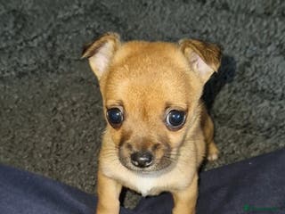 Mixed Breed dogs Adorable 9 weeks old male jackawawa puppy - Advert 21