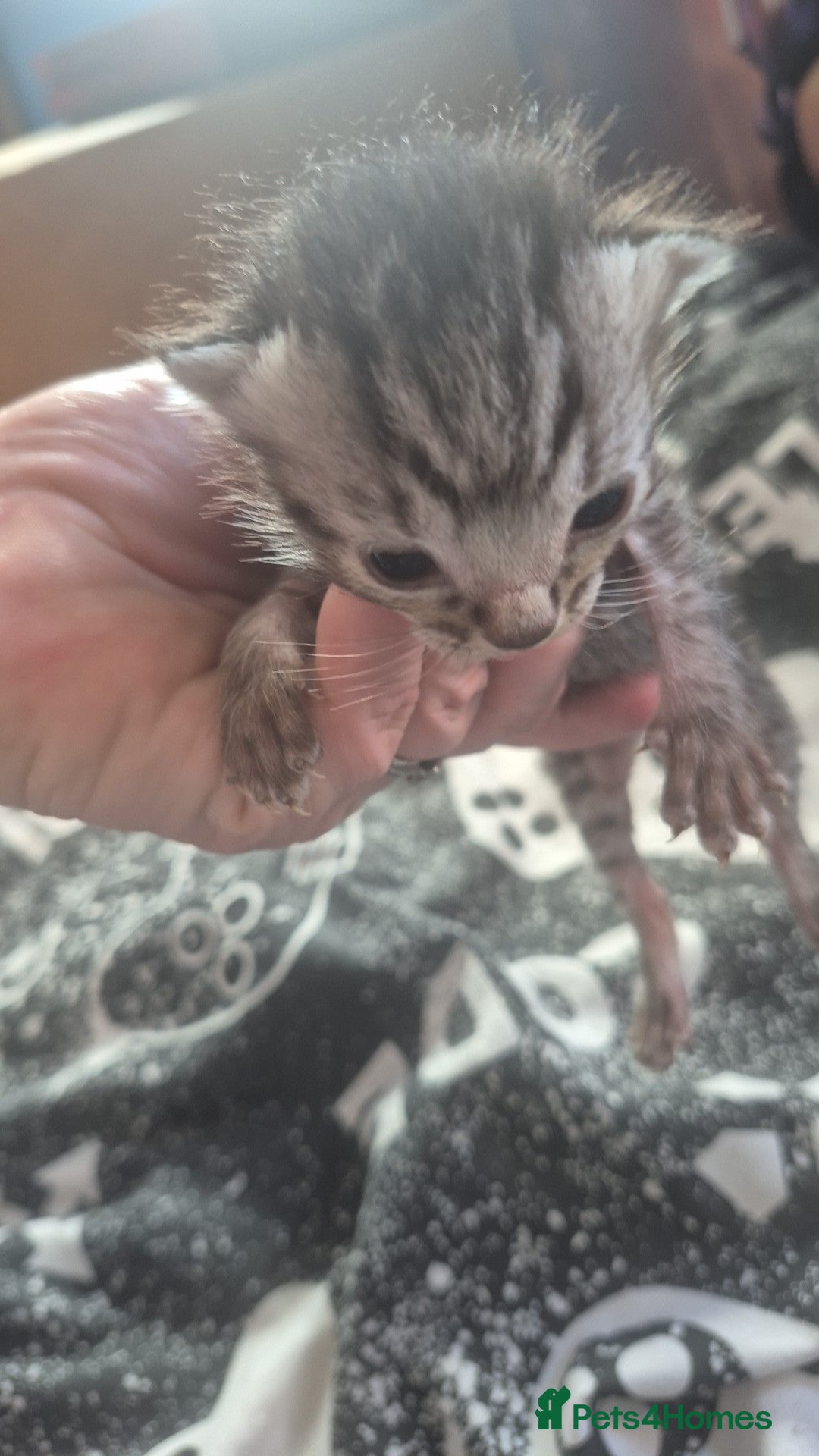 British Longhair cats Ragdoll crossed with a silver tabby kitten - Advert 1
