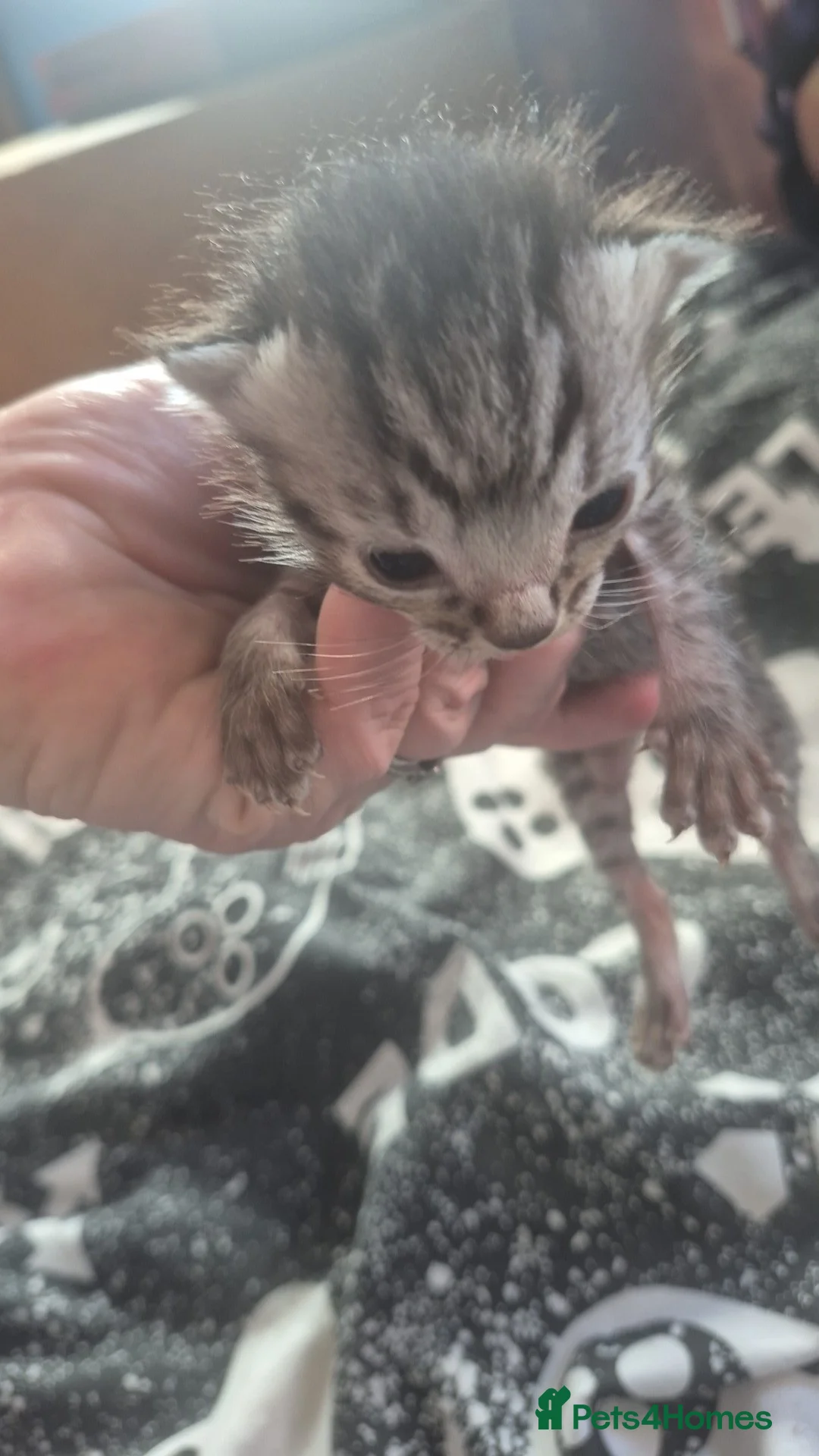 British Longhair cats for sale: Ragdoll crossed with a silver tabby kitten in Bognor Regis - Advert 1