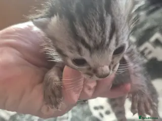 British Longhair cats Ragdoll crossed with a silver tabby kitten - Advert 1