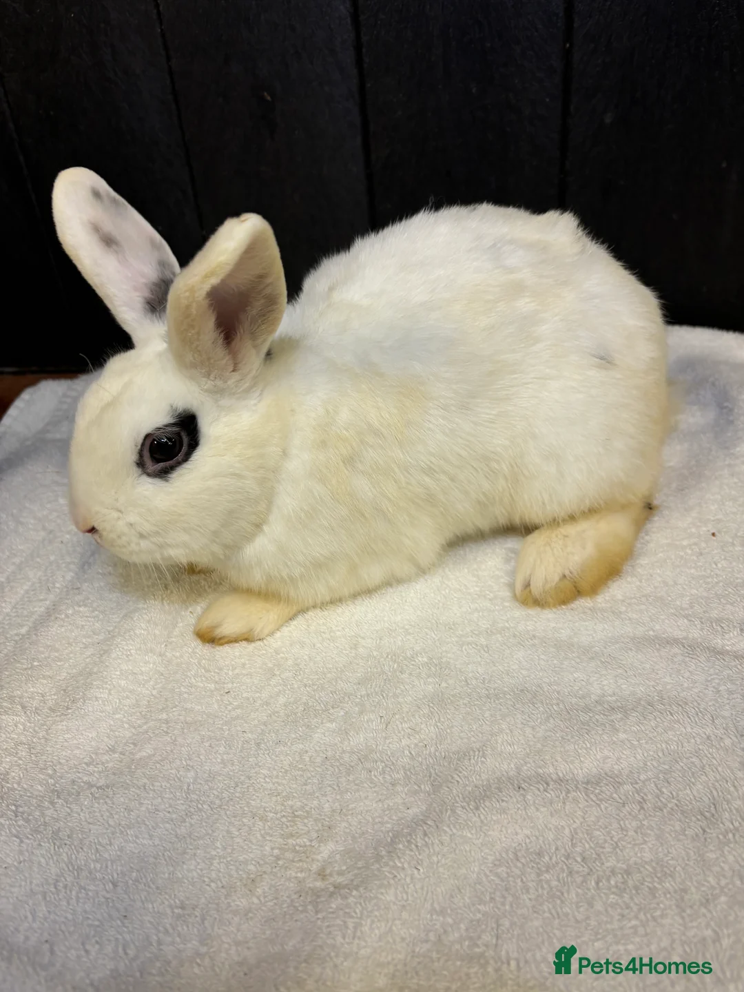 Mixed Breed rabbits for sale: Stunning Boy Bunnies  - Advert 5