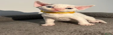 Devon Rex 5