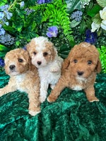 Miniature Poodle dogs - Advert 9
