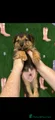 Mixed Breed Puppy 4