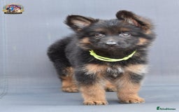 German Shepherd dogs for sale: 🤩💥READY NOW 🤩💥German shepherd puppies  - Image 11